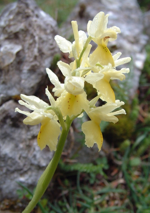 Orchis pauciflora